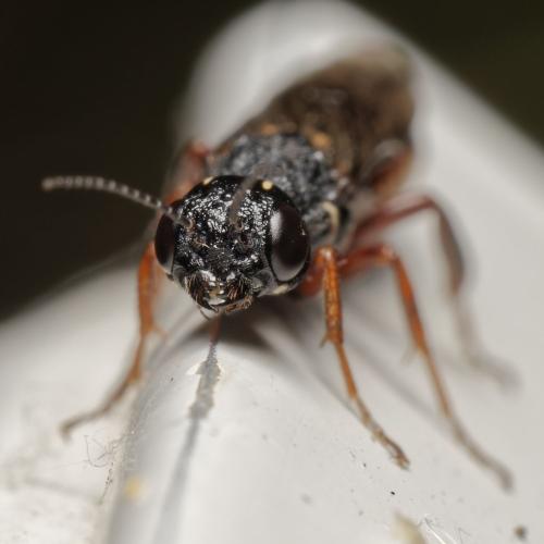 Xiphydria prolongata