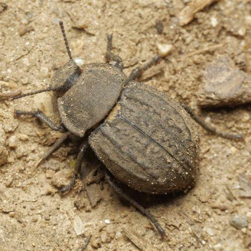 Réf. 305 876 : Asida sabulosa