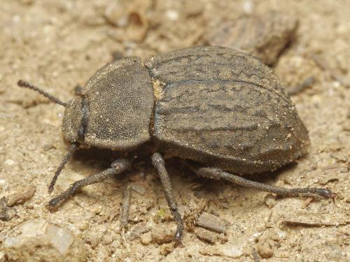 Réf. 305 878 : Asida sabulosa