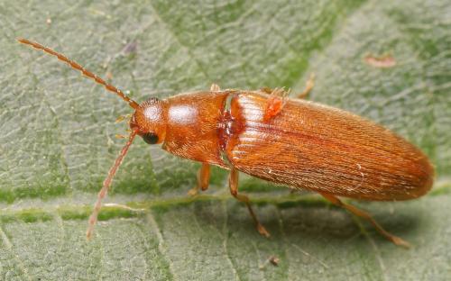 Réf. 305 638 : Porthmidius austriacus