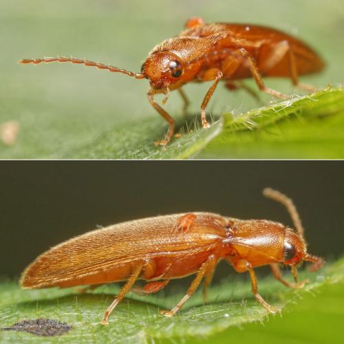 Réf. 305 639 : Porthmidius austriacus