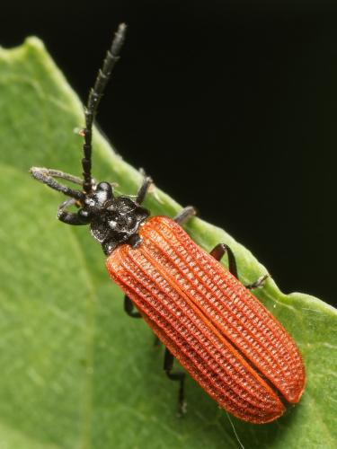 Réf. 305 496 : Pyropterus nigroruber