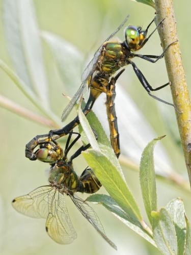 Somatochlora flavomaculata