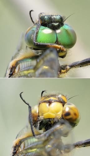 Somatochlora flavomaculata
