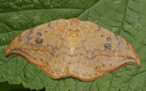 Drepana curvatula