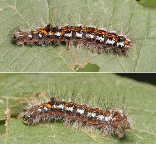 Euproctis similis