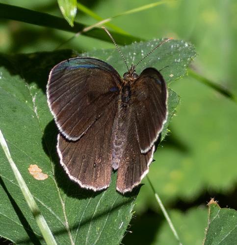 Réf. 305 551 : Aphantopus hyperantus
