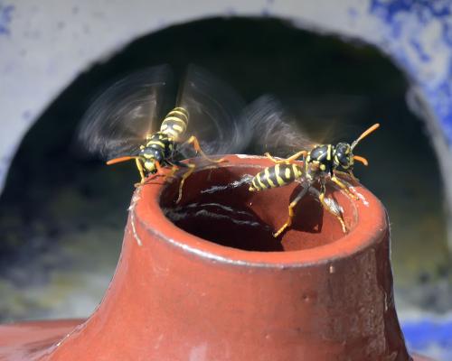 Polistes dominula