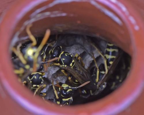 Polistes dominula