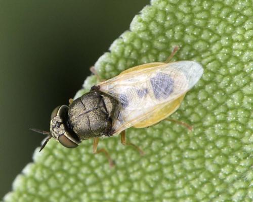 Réf. 305 395 : Oplodontha viridula