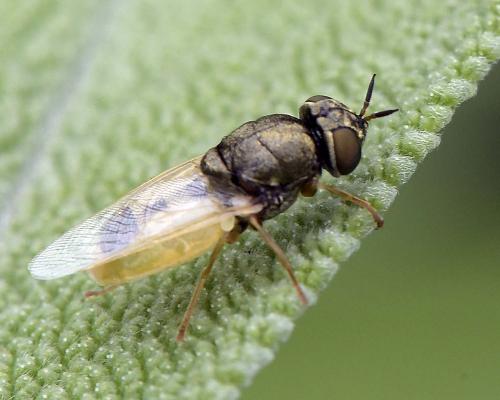 Réf. 305 394 : Oplodontha viridula