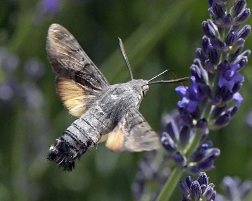 Réf. 305 389 : Macroglossum stellatarum