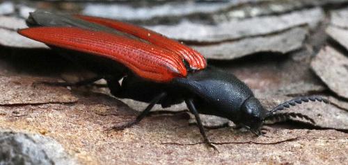 Réf. 305 590 : Ampedus sp.