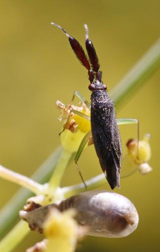 Réf. 305 513 : Heterotoma planicornis
