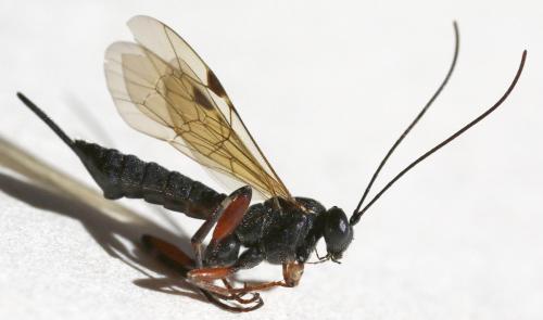 Réf. 305 470 : Pimpla turionellae