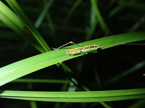 Réf. 305 130 : Conocephalus dorsalis