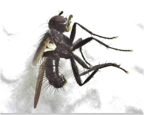 Réf. 305 502 : Phania funesta
