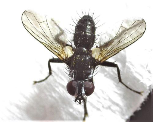 Réf. 305 501 : Phania funesta