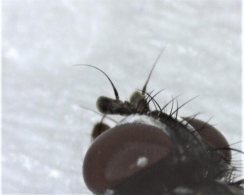 Phania funesta