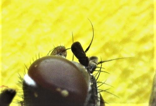 Phania funesta