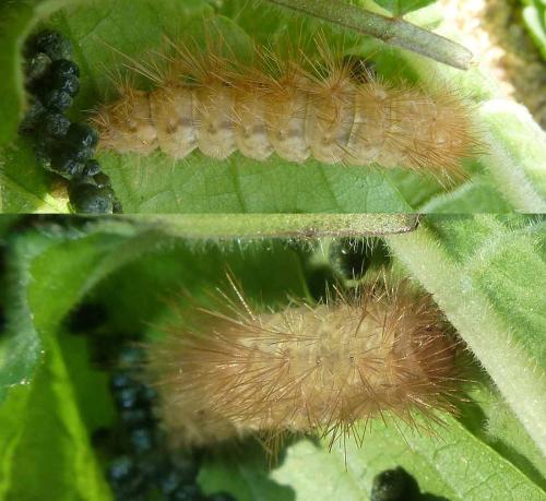 Spilosoma lutea