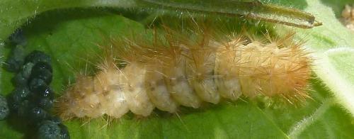 Spilosoma lutea