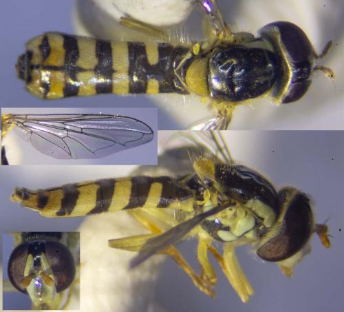 Sphaerophoria rueppelli