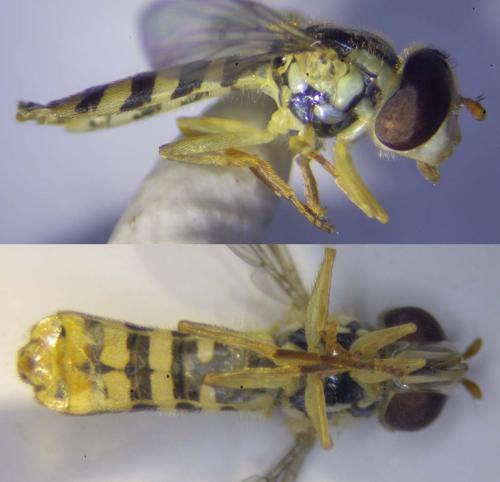 Sphaerophoria rueppelli