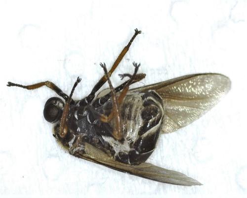 Ogcodes varius