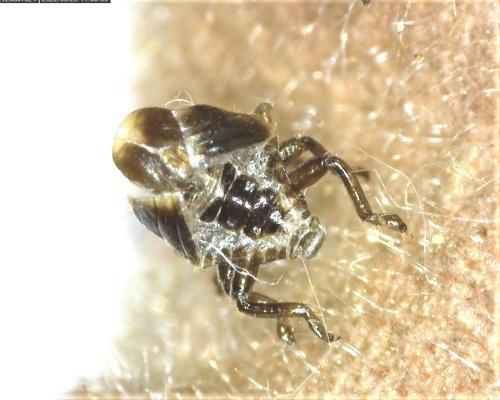 Palomena sp.