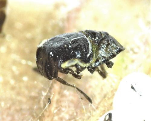 Réf. 305 246 : Palomena sp.