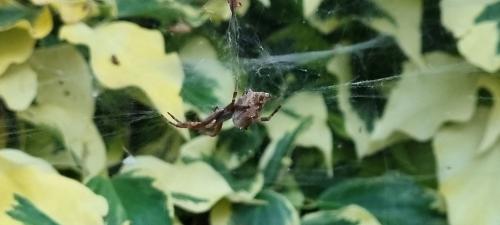 Cyrtophora citricola