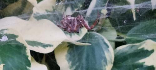 Cyrtophora citricola