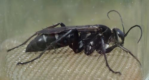Réf. 305 873 : Dicyrtomellus tingitanus