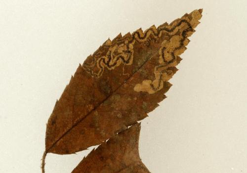 Stigmella anomalella