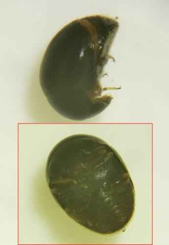 Cybocephalus sp.