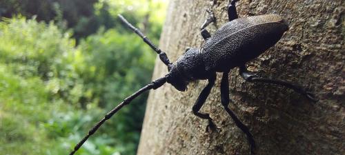 Morimus asper