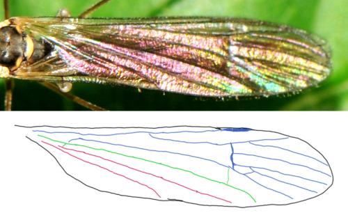 Ellipteroides alboscutellatus