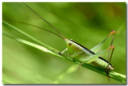 Réf. 305 634 : Conocephalus fuscus