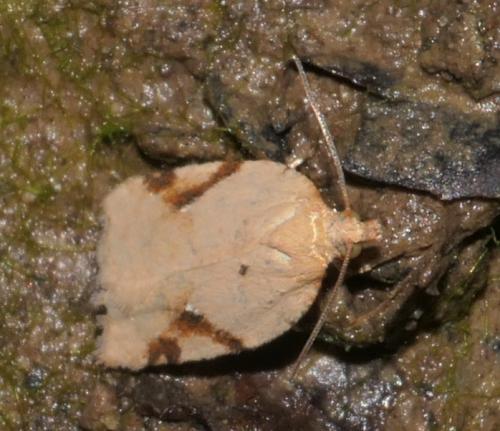 Acleris sp.