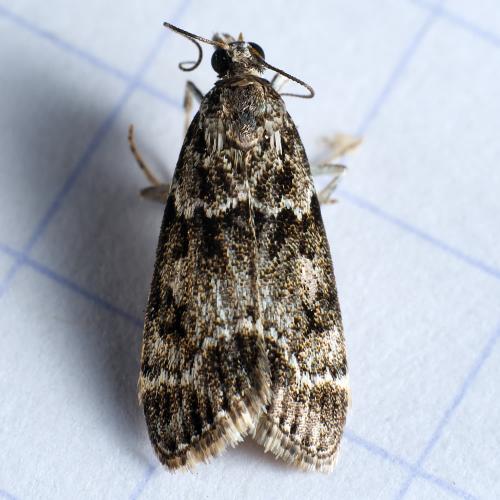 Eudonia mercurella