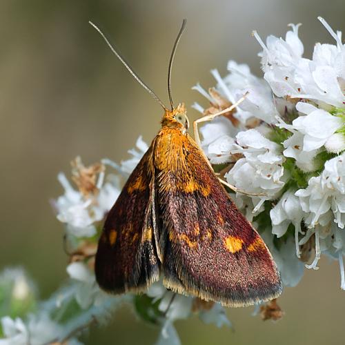 Réf. 305 346 : Pyrausta aurata