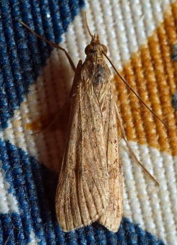 Nomophila noctuella