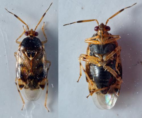 Réf. 305 103 : Deraeocoris lutescens