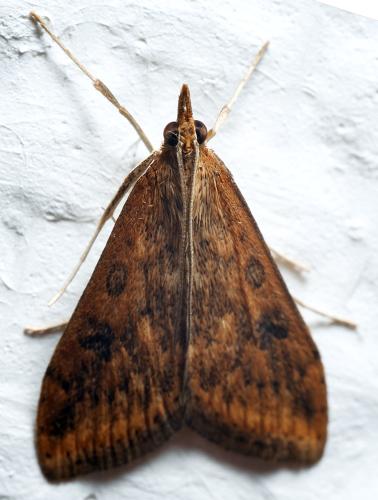 Réf. 305 331 : Udea ferrugalis