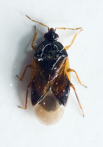 Orius sp.