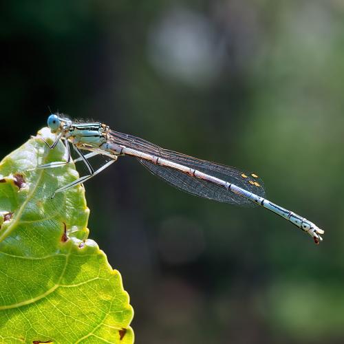Platycnemis pennipes