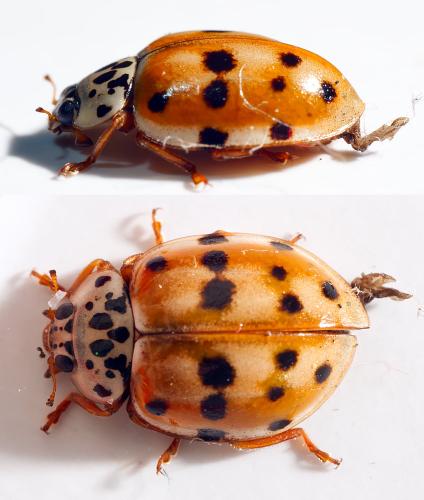 Réf. 305 657 : Harmonia quadripunctata