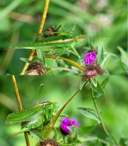Tettigonia viridissima