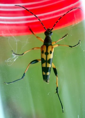 Réf. 305 422 : Rutpela maculata